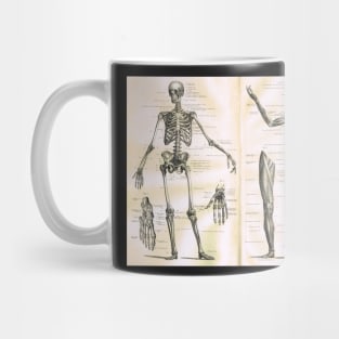 19th century anatomy illustration parts of  a human skeleton Mug